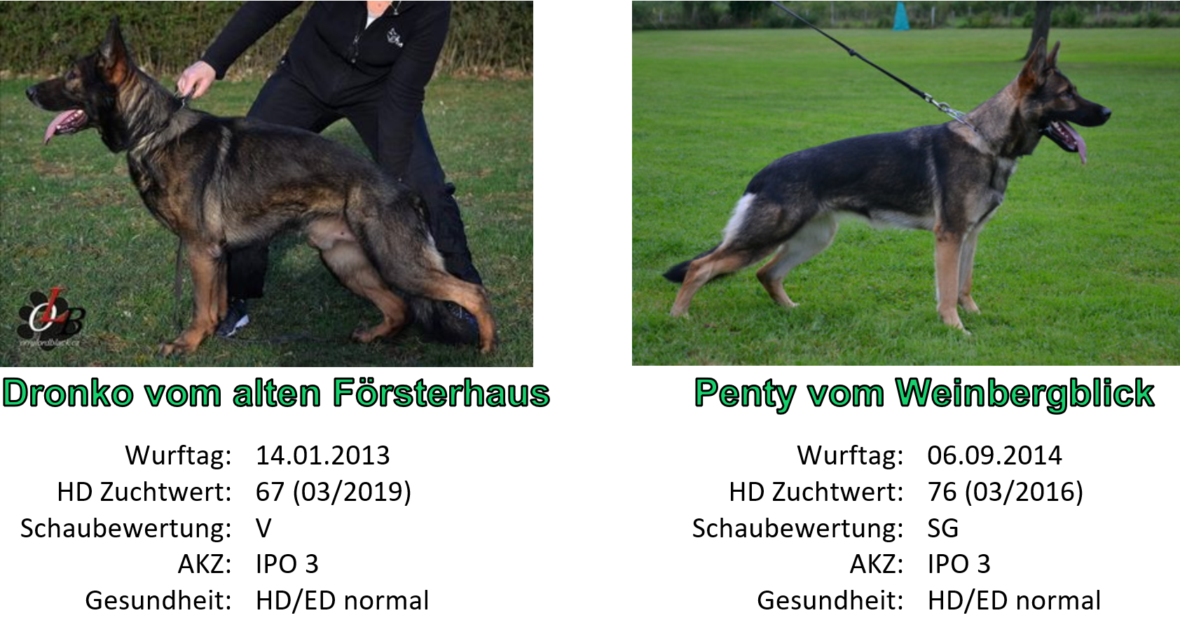 Dronko vom Alten Försterhaus x Penty vom Weinbergblick